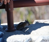 212ToYellowstone2013 024